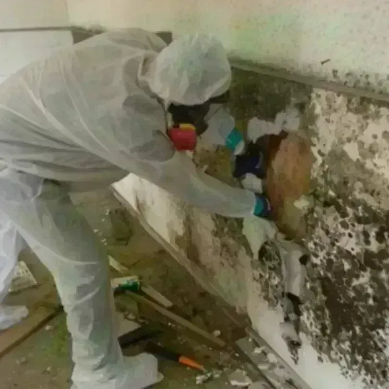 Mold Remediation and Removal in Mason, TN